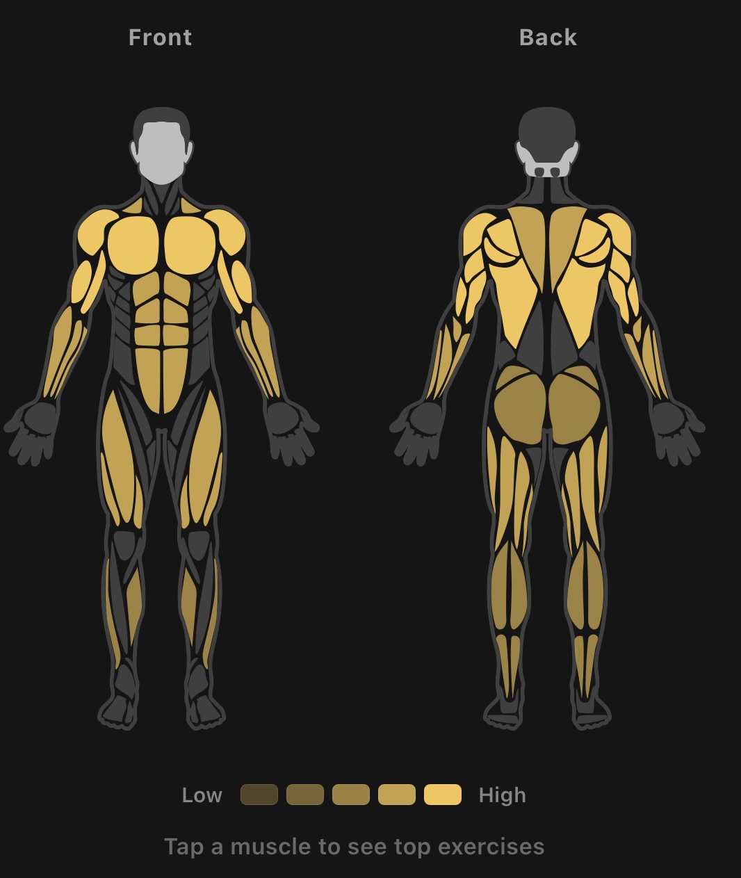 Muscle distribution